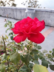 la mia rosa più bella